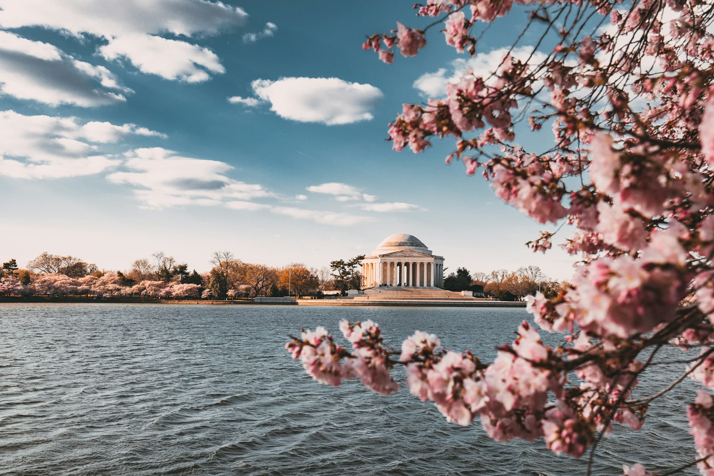 Cherry blossoms by the Tidal Basin in Washington, DC
